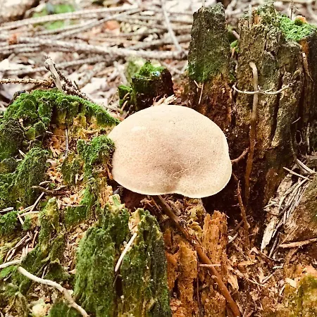 Eckartsberg Im Zittauer Gebirge - Mit 2 Schlafzimmern, Terrasse Und Wallbox