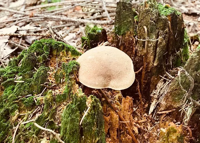 Eckartsberg Im Zittauer Gebirge - Mit 2 Schlafzimmern, Terrasse Und Wallbox